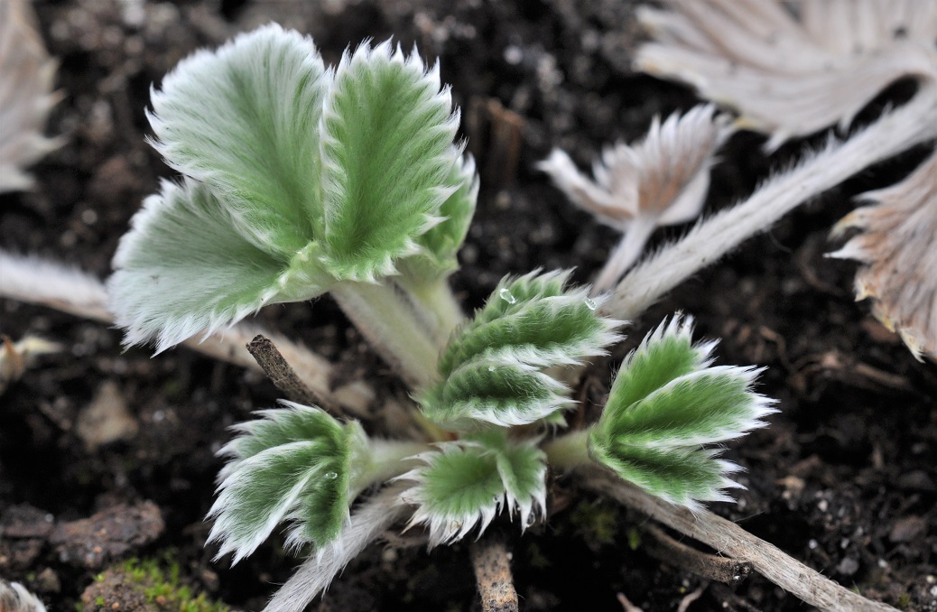 Image of Potentilla argyrophylla var. atrosanguinea specimen.