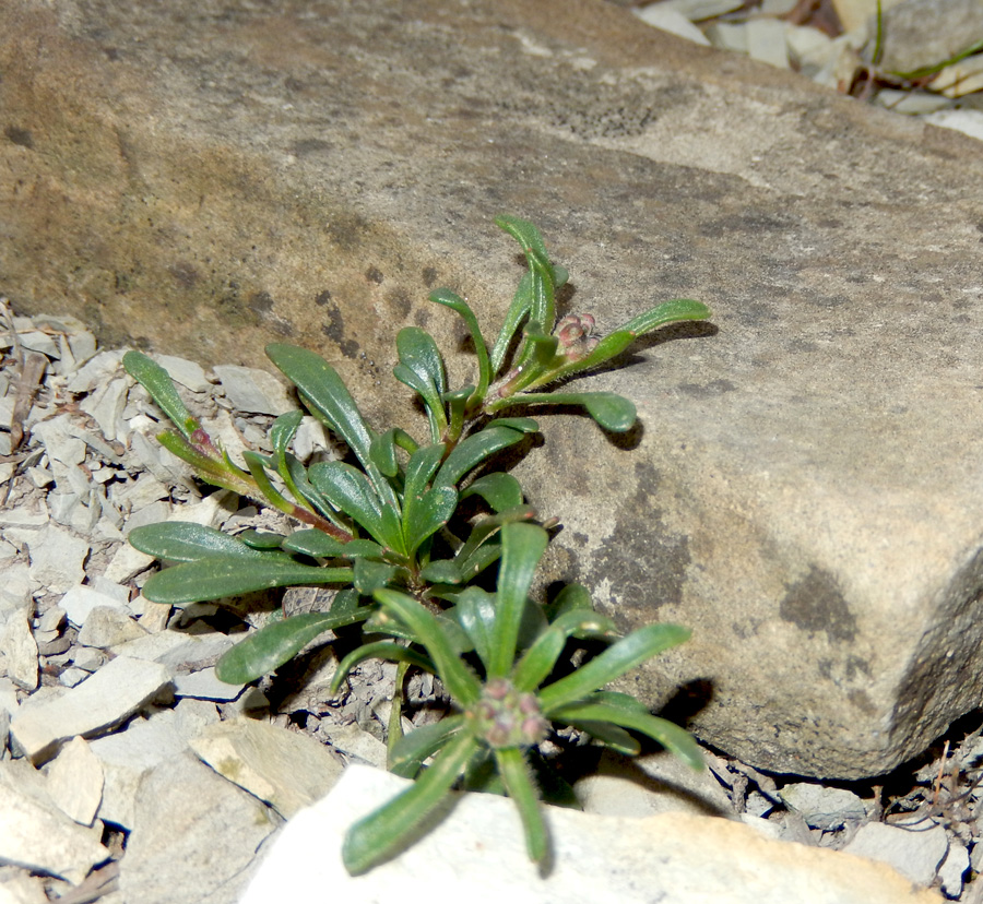 Image of Iberis simplex specimen.