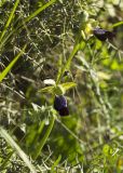 Ophrys fusca ssp. iricolor