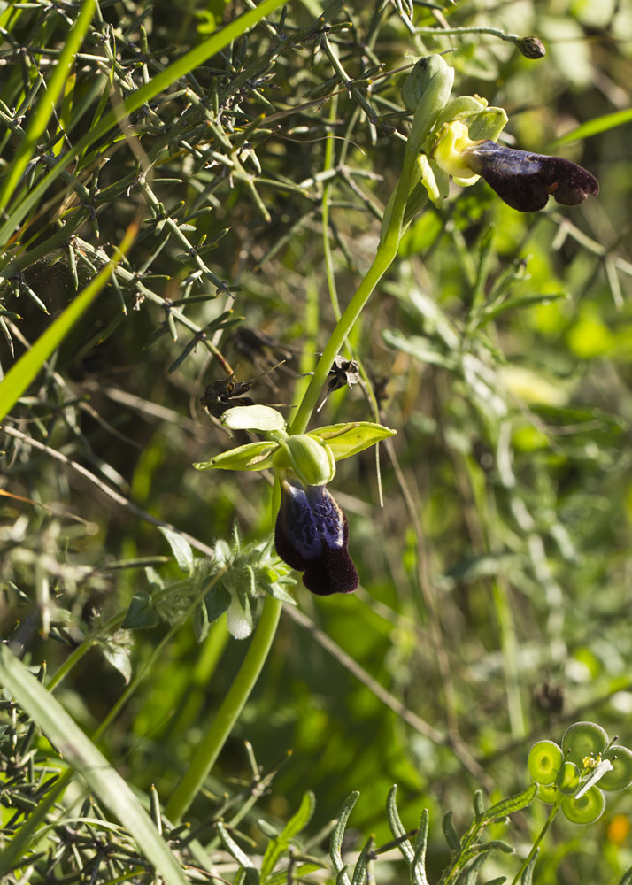 Изображение особи Ophrys fusca ssp. iricolor.