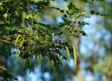 Caragana arborescens. Часть ветви с незрелыми плодами. Санкт-Петербург. 05.07.2009.г.