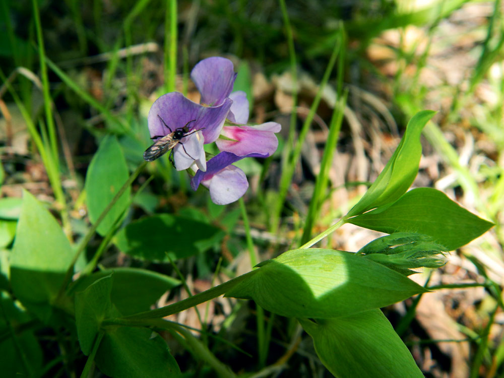 Изображение особи Lathyrus laxiflorus.