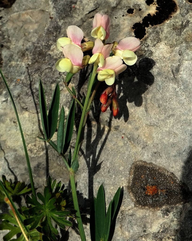 Изображение особи Lathyrus lacaitae.