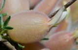 Astragalus spinosus