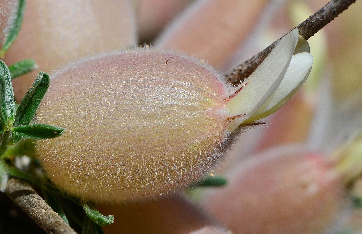 Изображение особи Astragalus spinosus.