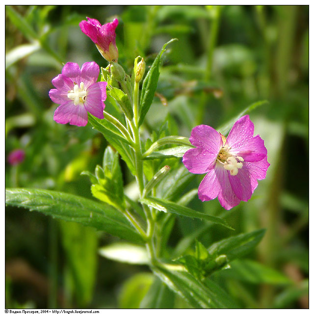 Image of Epilobium hirsutum specimen.