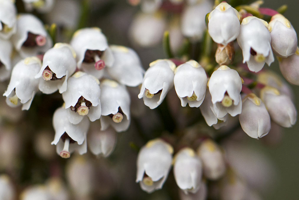 Image of Erica arborea specimen.