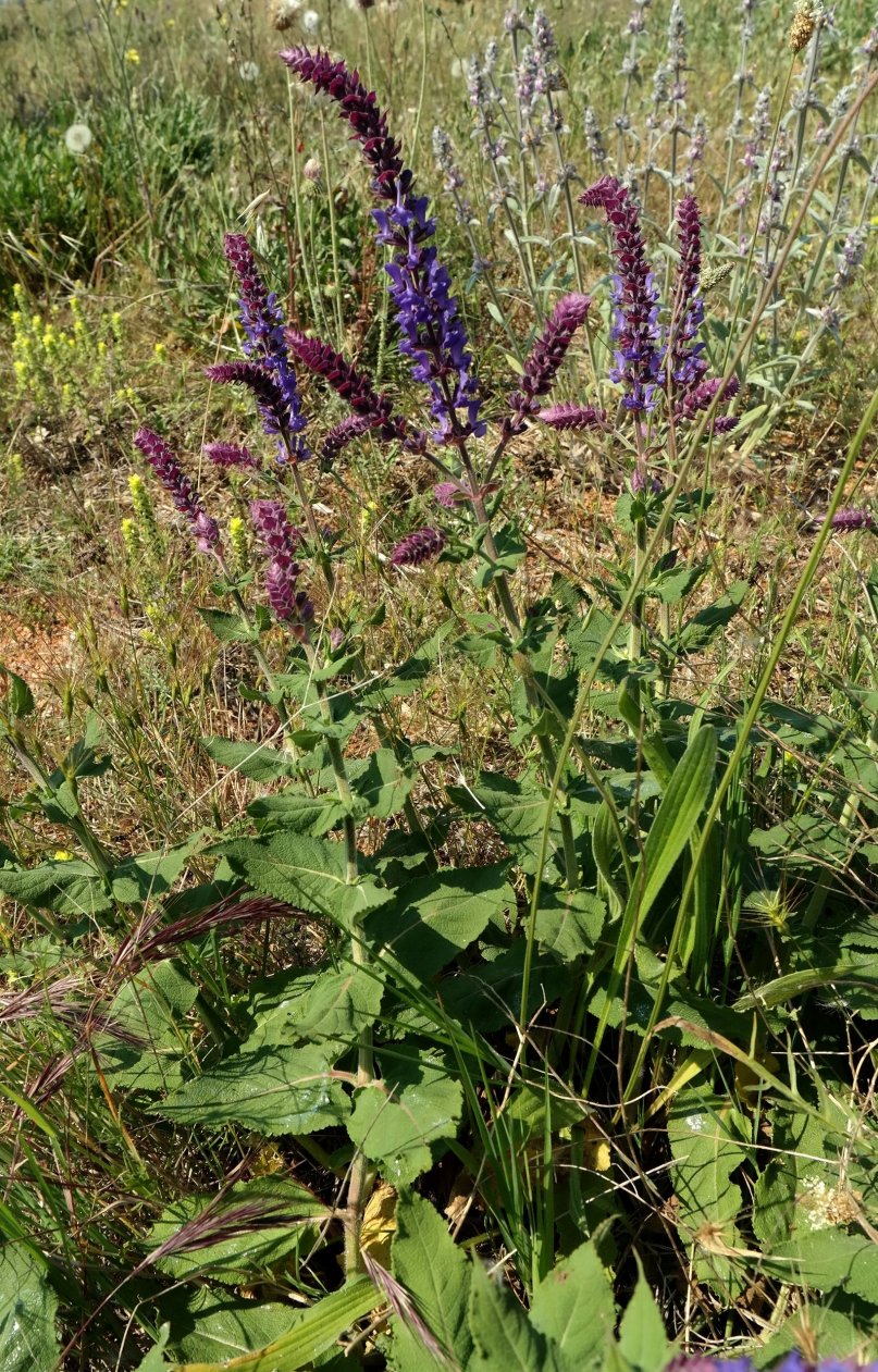 Изображение особи Salvia tesquicola.