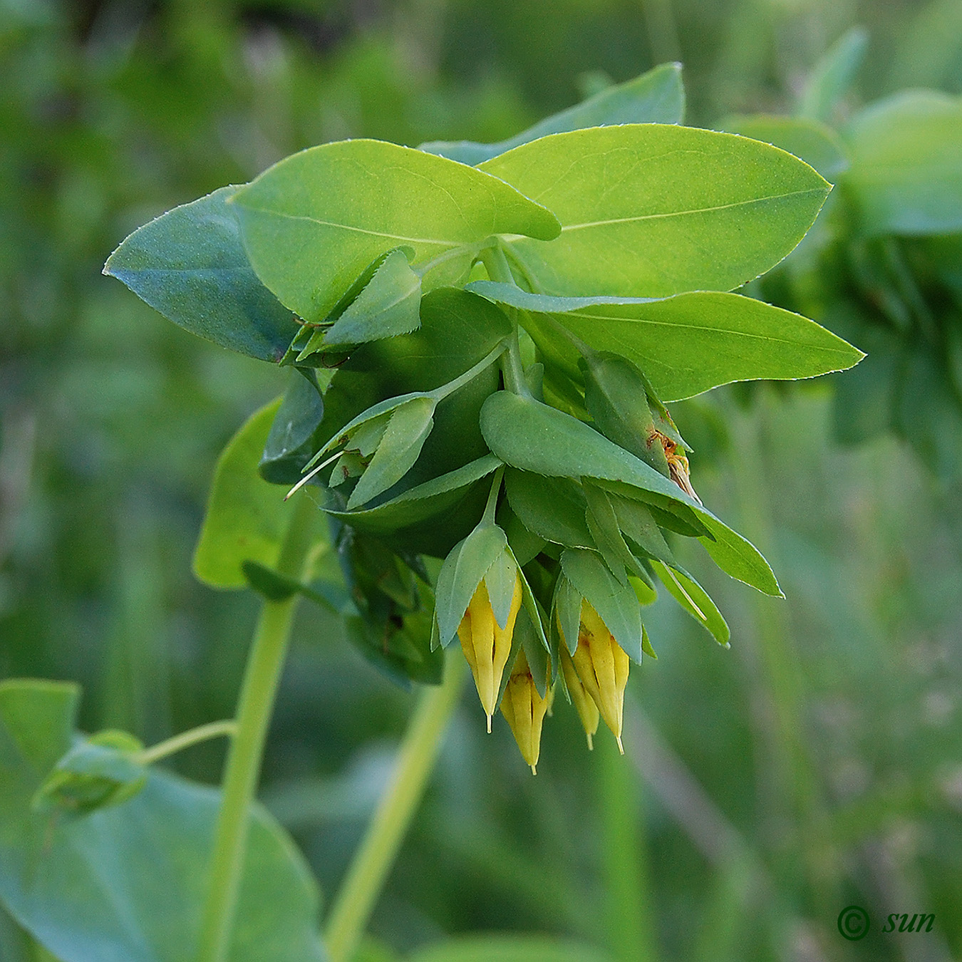 Изображение особи Cerinthe minor.