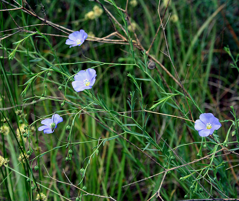 Изображение особи Linum perenne.