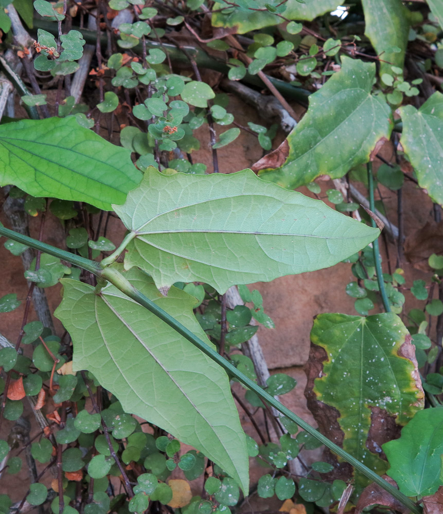 Image of Thunbergia laurifolia specimen.