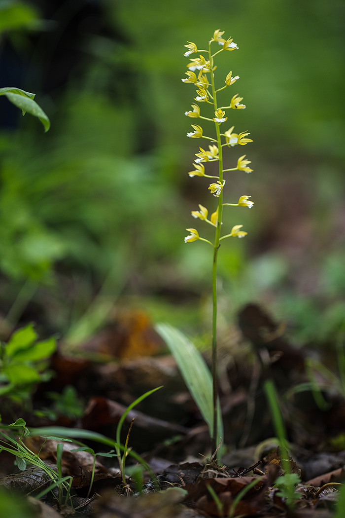 Изображение особи Oreorchis patens.