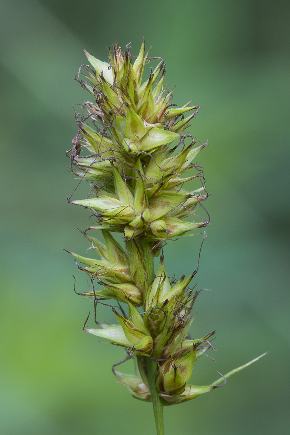 Image of Carex vulpina specimen.