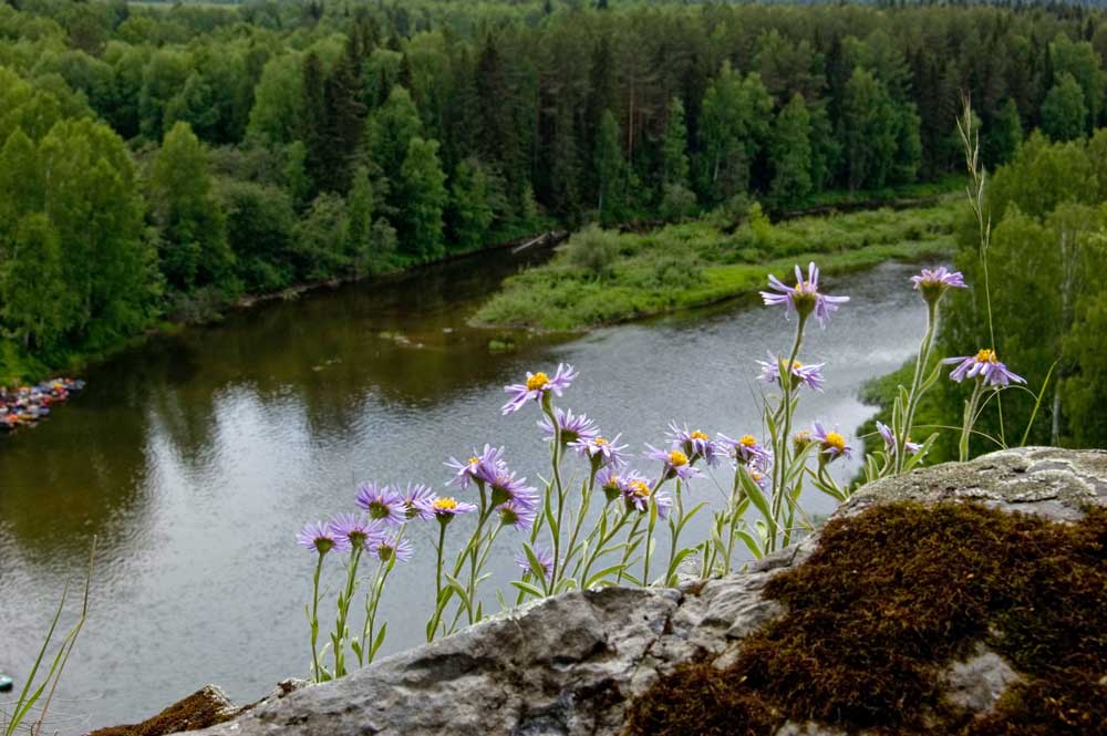 Изображение особи Aster alpinus.