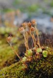 Saxifraga cespitosa