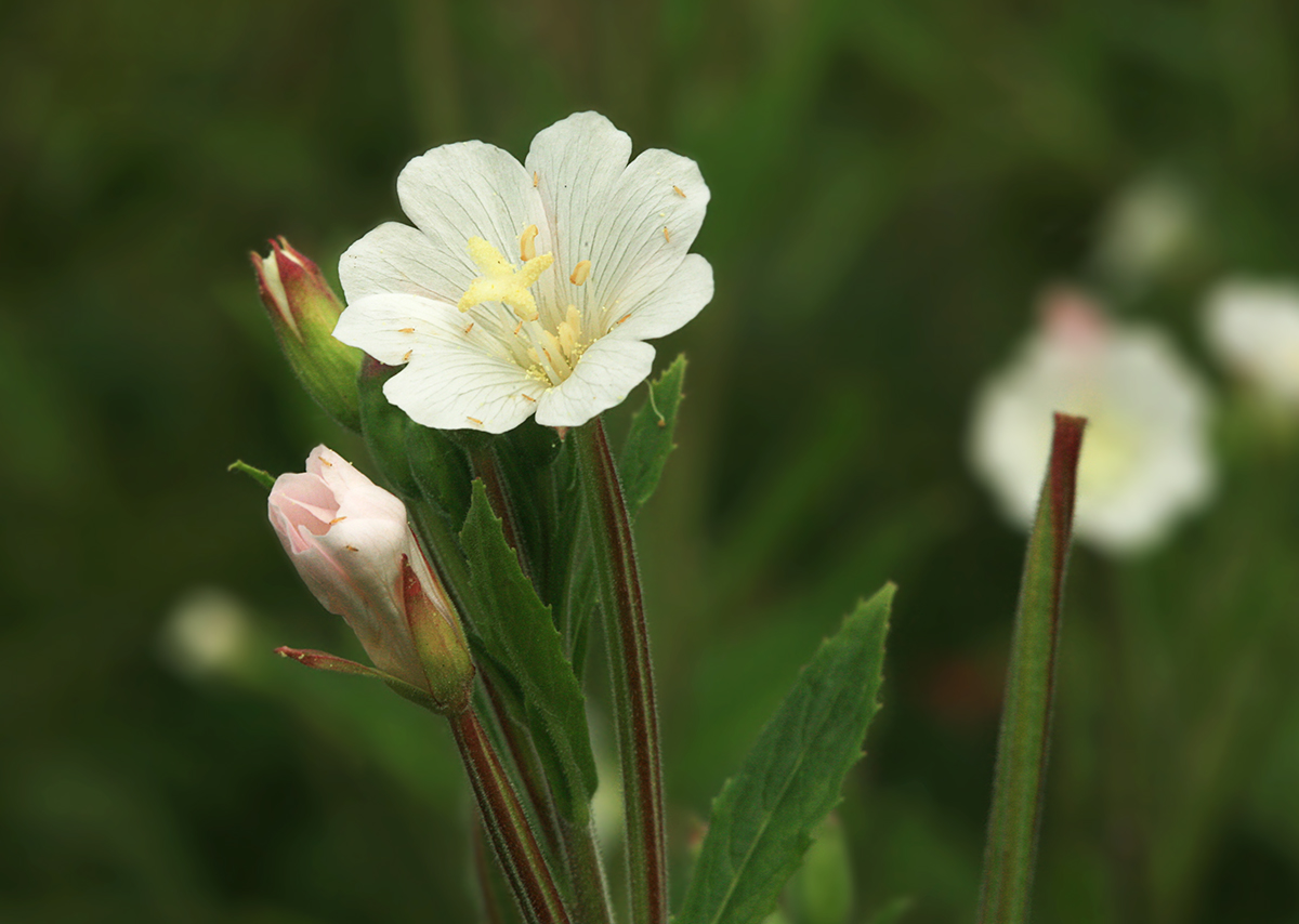 Изображение особи Epilobium hirsutum.