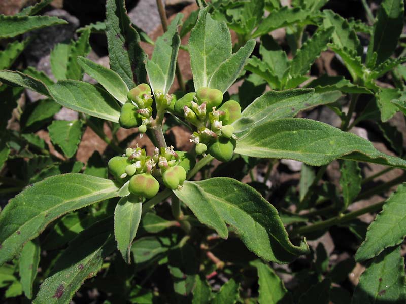 Image of Euphorbia davidii specimen.