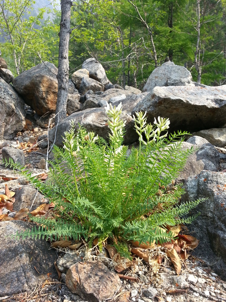Image of Oxytropis interposita specimen.