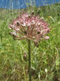 Allium taschkenticum