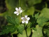 Geranium sibiricum