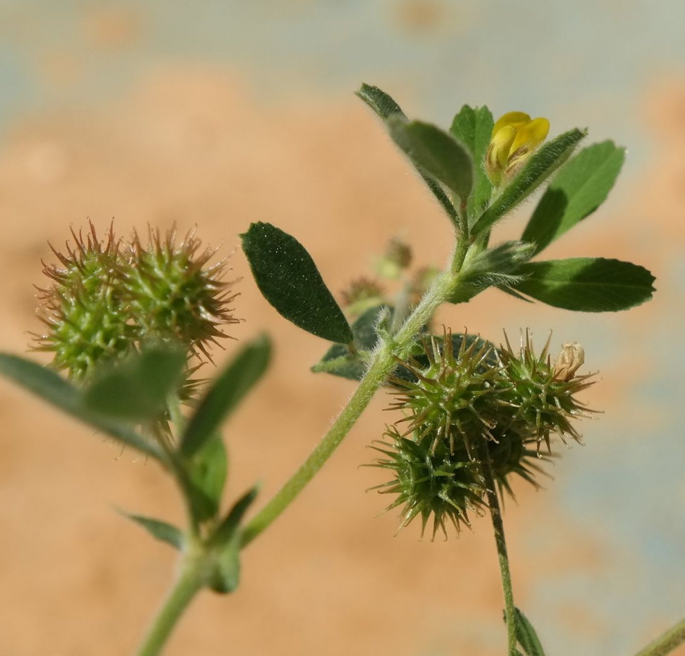 Image of Medicago minima specimen.