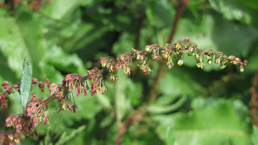 Изображение особи Rumex sylvestris.