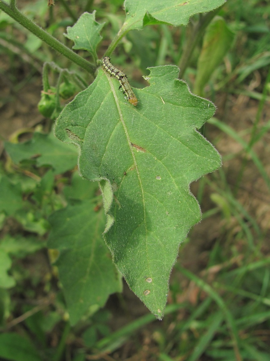 Изображение особи Solanum nigrum ssp. schultesii.