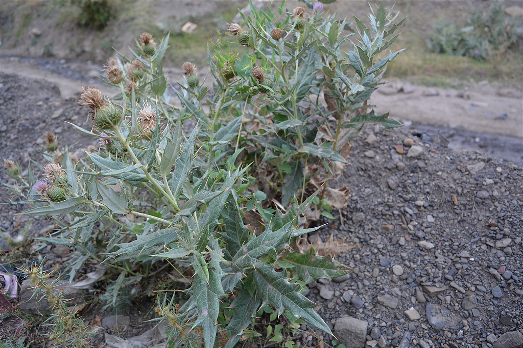 Image of Cirsium argillosum specimen.