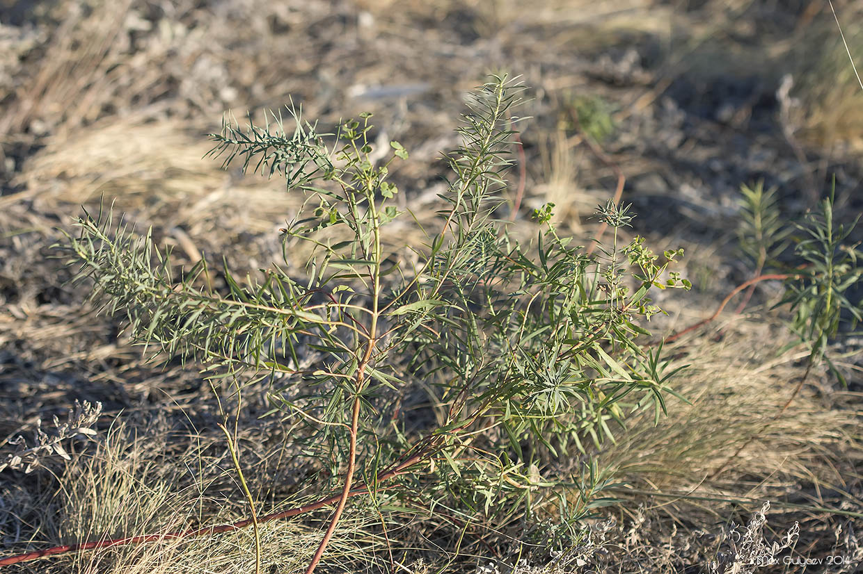 Image of Euphorbia virgata specimen.