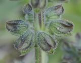 Salvia verbenaca