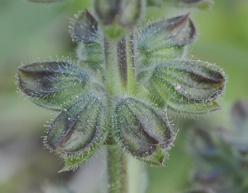 Image of Salvia verbenaca specimen.