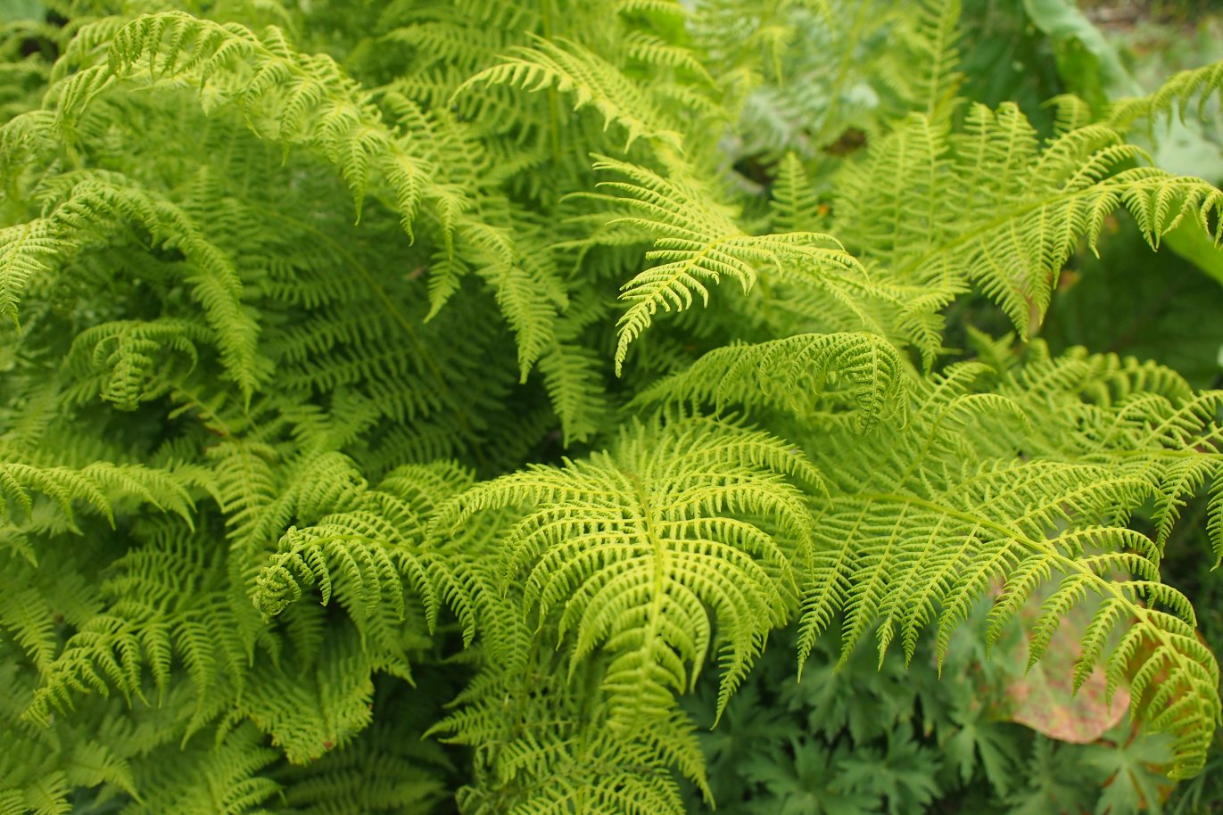 Изображение особи Athyrium distentifolium.