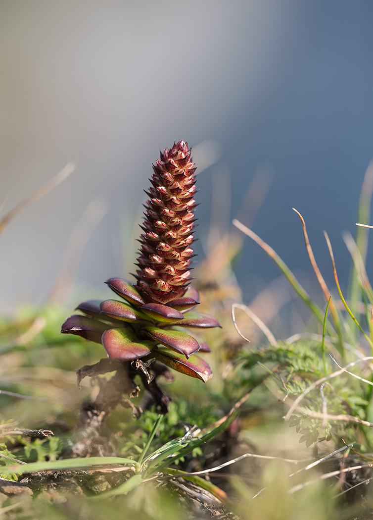 Изображение особи Orostachys maximowiczii.