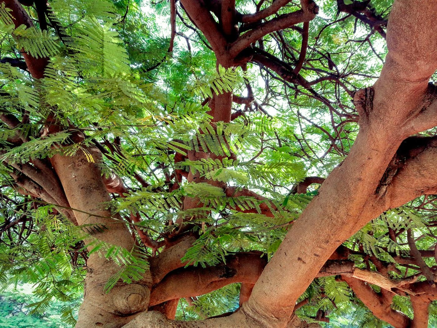 Image of Jacaranda mimosifolia specimen.