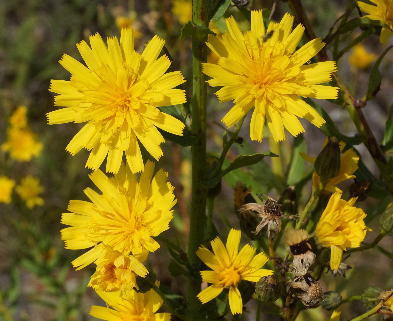 Изображение особи Hieracium robustum.