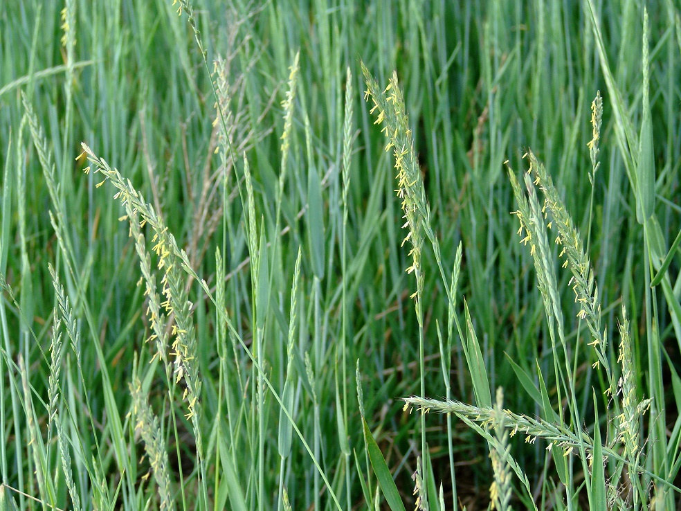 Image of Elytrigia repens specimen.