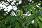 Juglans regia. Верхушка ветви с созревающими плодами. Крым, Бахчисарайский р-н, Качинский каньон, берег реки Кача. 09.06.2016.