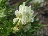 Oxytropis evenorum