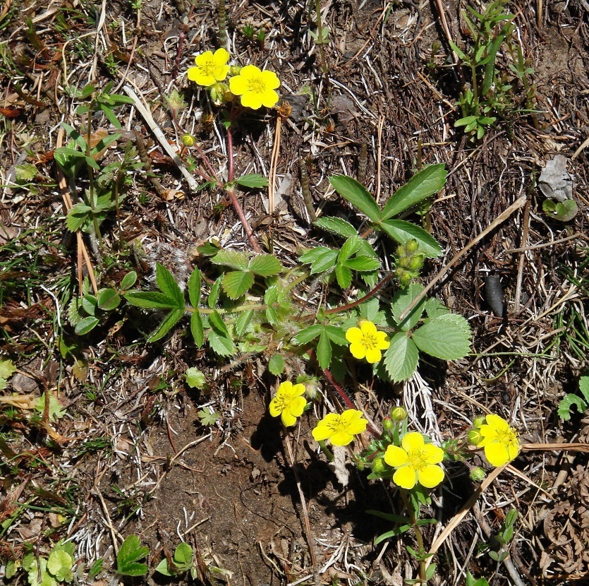 Изображение особи Potentilla fragarioides.