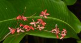 Combretum indicum. Опавшие цветки на листе Heliconia. Таиланд, о-в Пхукет, курорт Ката, в культуре в озеленении территории гостиницы. 10.01.2017.