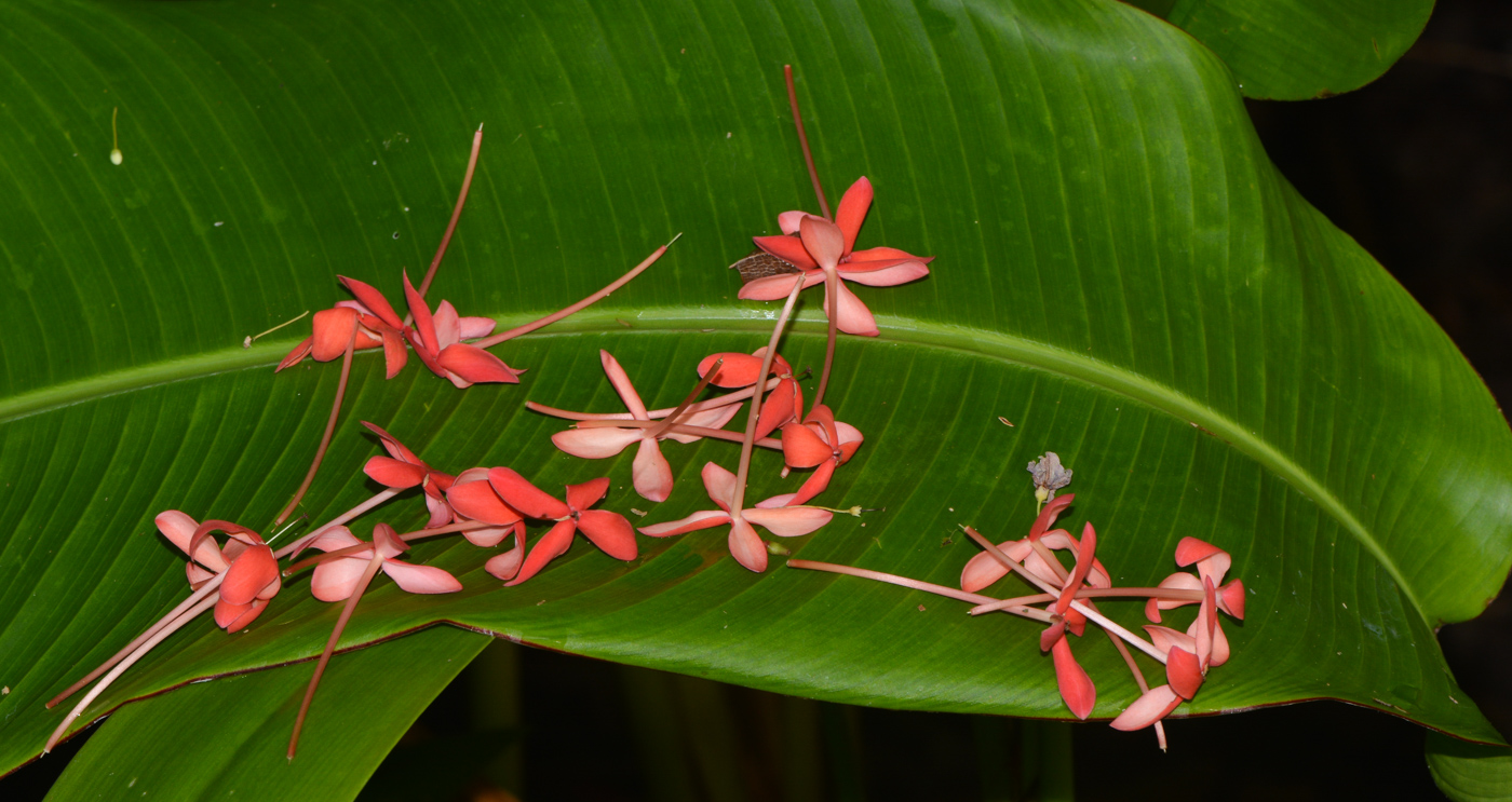 Image of Combretum indicum specimen.