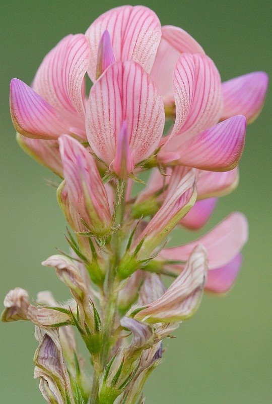Image of Onobrychis viciifolia specimen.