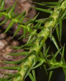 Araucaria angustifolia