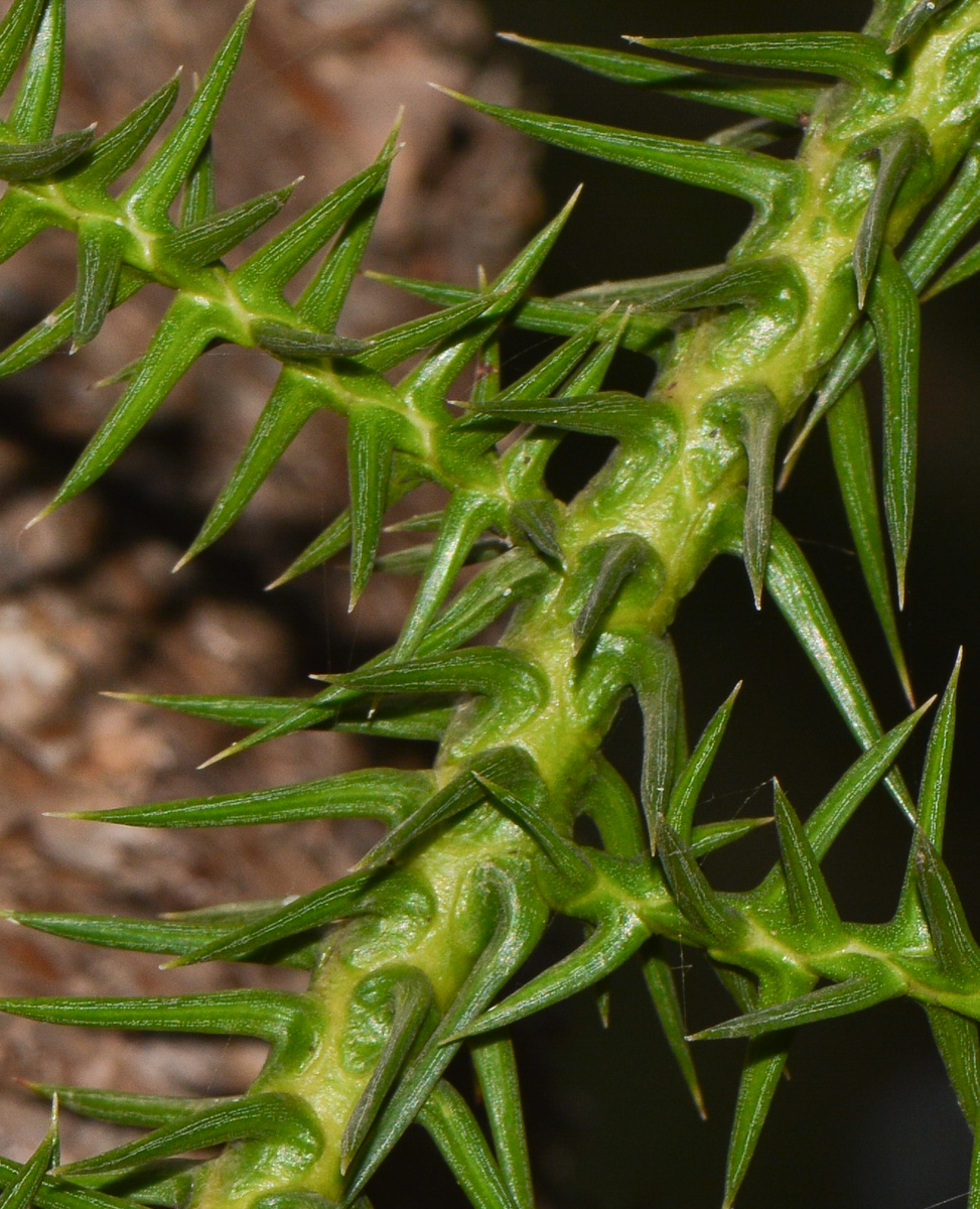 Изображение особи Araucaria angustifolia.