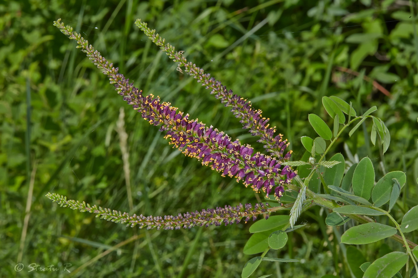 Изображение особи Amorpha fruticosa.