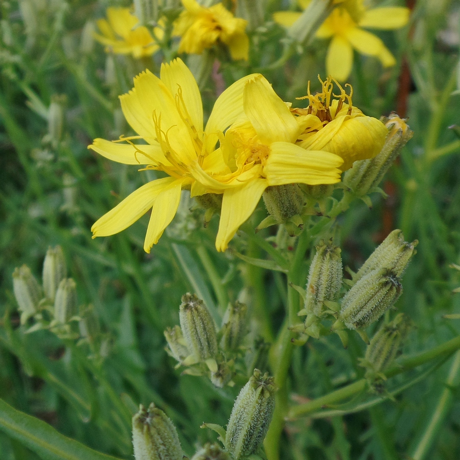 Image of Youngia tenuifolia specimen.