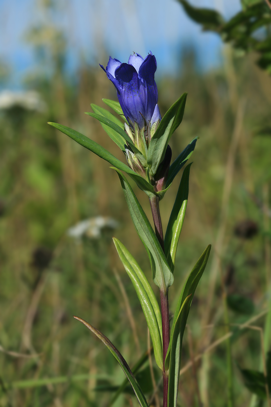 Изображение особи Gentiana triflora.