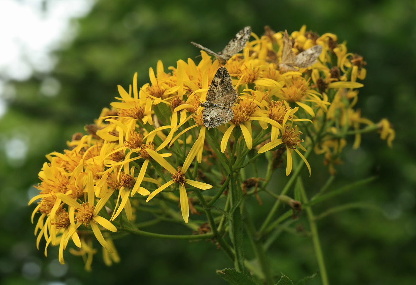 Image of Senecio cannabifolius specimen.