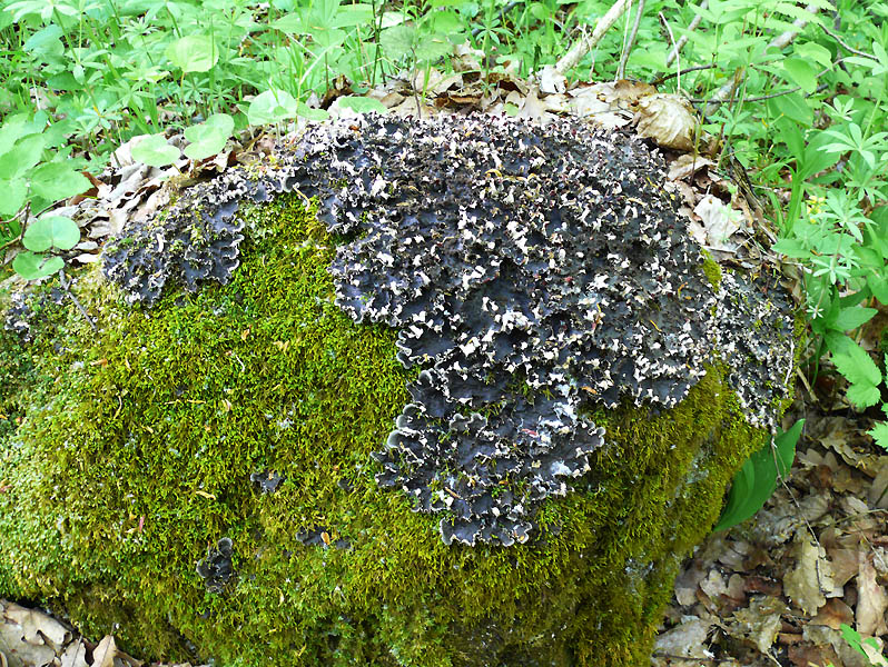 Image of Peltigera canina specimen.