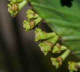 Euphorbia ingens. Циации. Израиль, Шарон, г. Тель-Авив, ботанический сад \"Сад кактусов\". 16.11.2015.